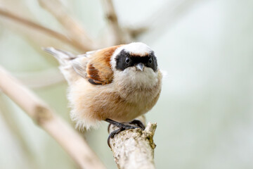 Remiz Bird On A Branch Photography Of Wild Nature