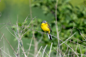 Western Yellow Wagtail Bird Perching On A Branch And Flying