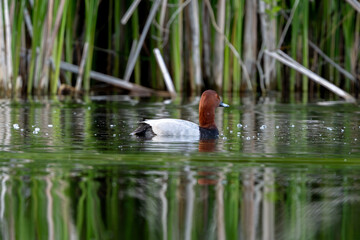 Common Pochard Swimming In Lake Against A Backdrop Of Reeds