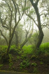 A view of laurel forest in the morning fog, a mystic picture taken in the el hierro , the most occidental canary island.