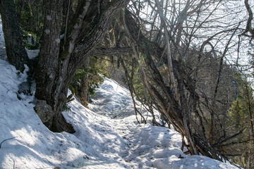 Snowy Wooden Passage Through Winter Forest on the Way to Mørkgonga