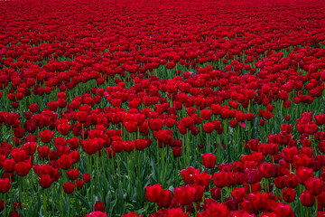 Flowering Tulips at the Tulip Festival around Mount Vernon, Washington State