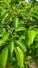 green leaves background