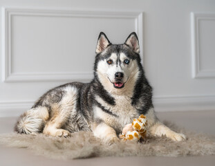beautiful studio image of siberian husky dog with two different color eyes. 