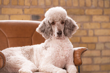 Studio portrait of a sweet dog