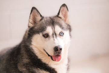 beautiful studio image of siberian husky dog with two different color eyes. 