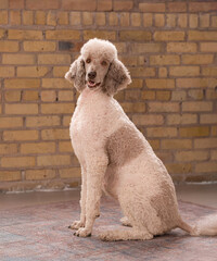 One stunning standard poodle, parti colored white and grey, studio portrait on brick background.  