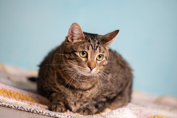 beautiful tabby cat with light blue background and lovely green eyes. 