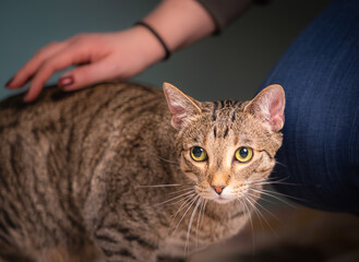 beautiful tabby cat with light blue background and lovely green eyes. 