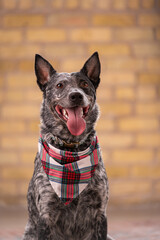 Blue healer, australian cattle dog dog wearing plaid scarf