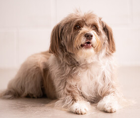 Studio portrait of a sweet terrier mix rescue dog 