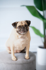 Studio portrait of pug dog looking at camera. Fawn colored