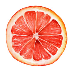Grapefruit Slice, watercolor clipart vector, isolated on a white background.