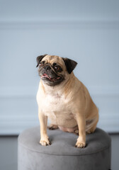 Studio portrait of pug dog looking at camera. Fawn colored
