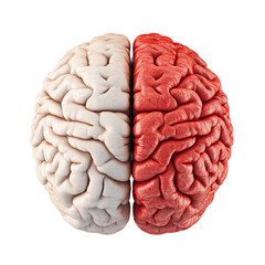 Naklejka premium Brain Divided: A detailed, studio shot of a human brain, split into two distinct hemispheres. One side is depicted in a stark white, the other in a vibrant red.