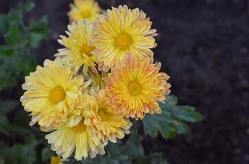 Obraz premium Chrysanthemum 'Goldmarianne' blooming golden-yellow-orange flower heads. Closeup , top view photo. Gardening concept. Free copy space.