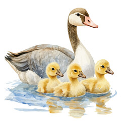 Goslings Swimming Parent Goose, watercolor illustration vector, isolated on a white background.