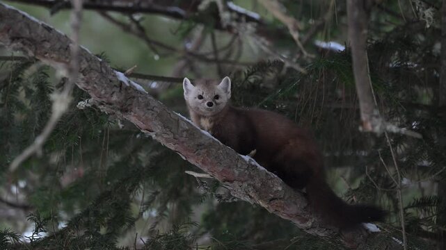 American marten in the Canadian boreal forest