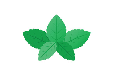 Fresh Mint Leaf Isolated on White Background Vector