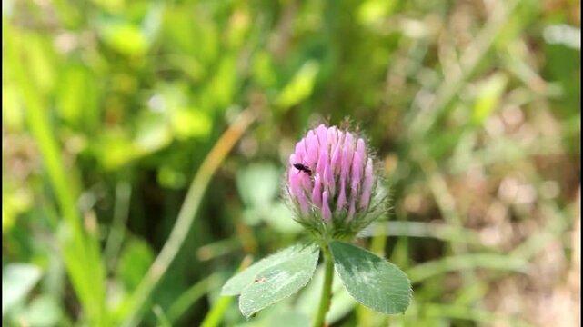 Ant on clover flower top