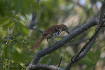 Brown Bird on Branch