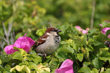 House sparrow