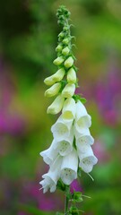 finger-flowers in the park