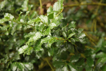  Leaves after the Rain