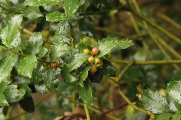 Holly Leaves and Berries after the Rain