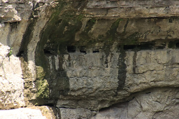 Snakes in the Rock Wall
