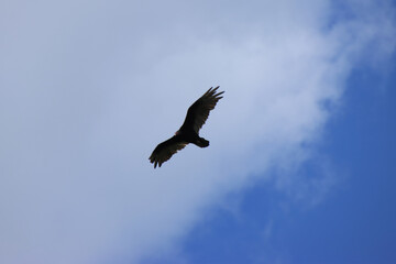 Turkey Vulture Soaring with Blue Sky