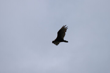 Turkey Vulture Soaring in Front of a Clou