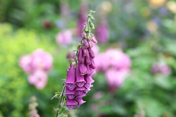lilac finger-flowers in the park