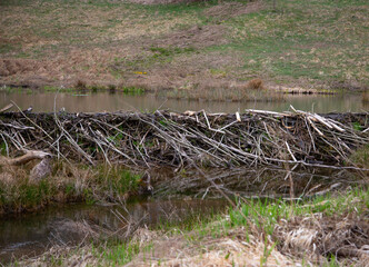 beaver dam on the river
