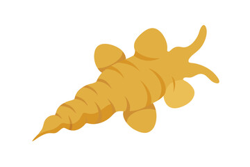 Naklejka premium Ginger Root Isolated