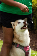 A young Husky with blue eyes is being given a treat 