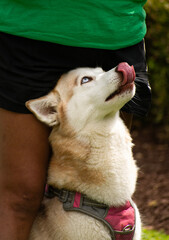 Young Husky with tongue sticking out 