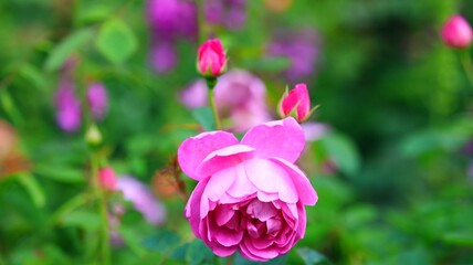 pink rose