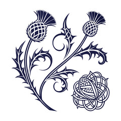 Elegant Thistle Floral Design  Vector Illustration of Scottish Thistle Flowers and intricate Knotwork