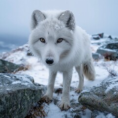 Arctic Fox with Snowy Fur in a Winter Landscape