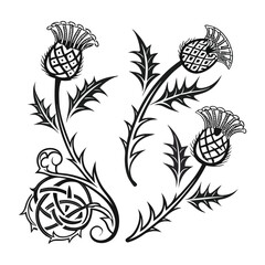 Elegant Thistle Floral Design Celtic Knotwork and Scottish Thistle Illustrations