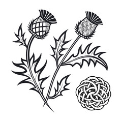 Elegant Thistle and Celtic Knot Design Botanical Illustration
