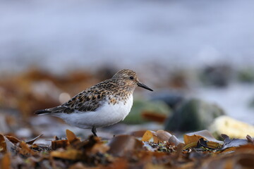Sanderling in breeding plumage