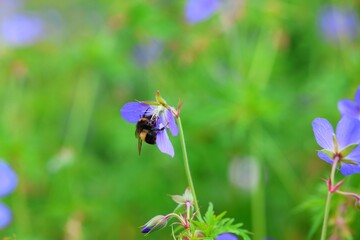 bee on a flower