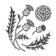 Elegant Thistle and Celtic Knot Design Botanical Illustration