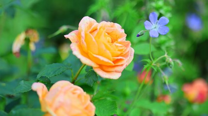 orange rose in the park