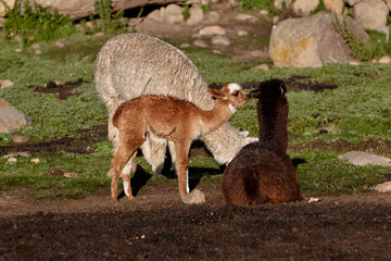 a mother llama stands proudly beside her tiny cub — a tender moment of warmth, resilience, and life at high altitude. Colca Peru.