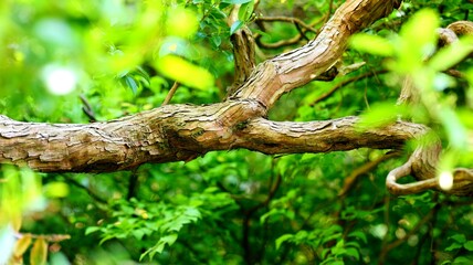 tree in the forest 