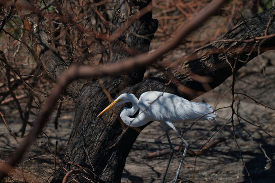 A Great Egret (Ardea alba) cautiously moves through a burned forest, its bright white feathers in sharp contrast with the blackened tree trunks.