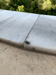 A moustache beetle crawls along a white marble ledge next to a rough concrete surface.